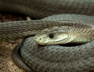 grey snake thumbnail