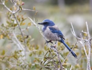 blue and grey feathered bird thumbnail