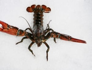 black lobster thumbnail