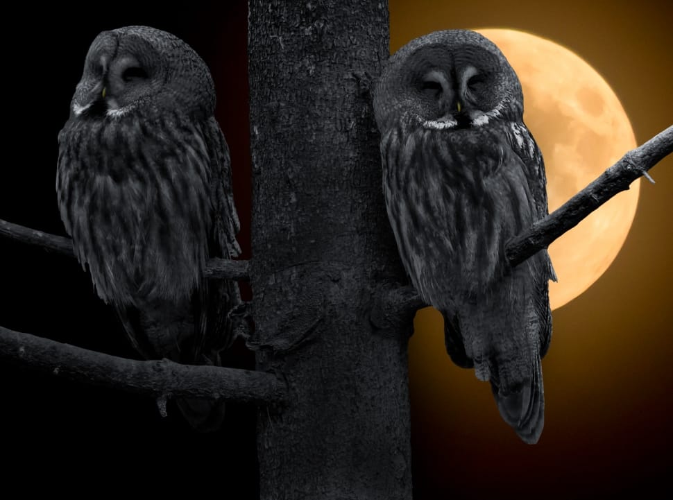 2 black owls preview