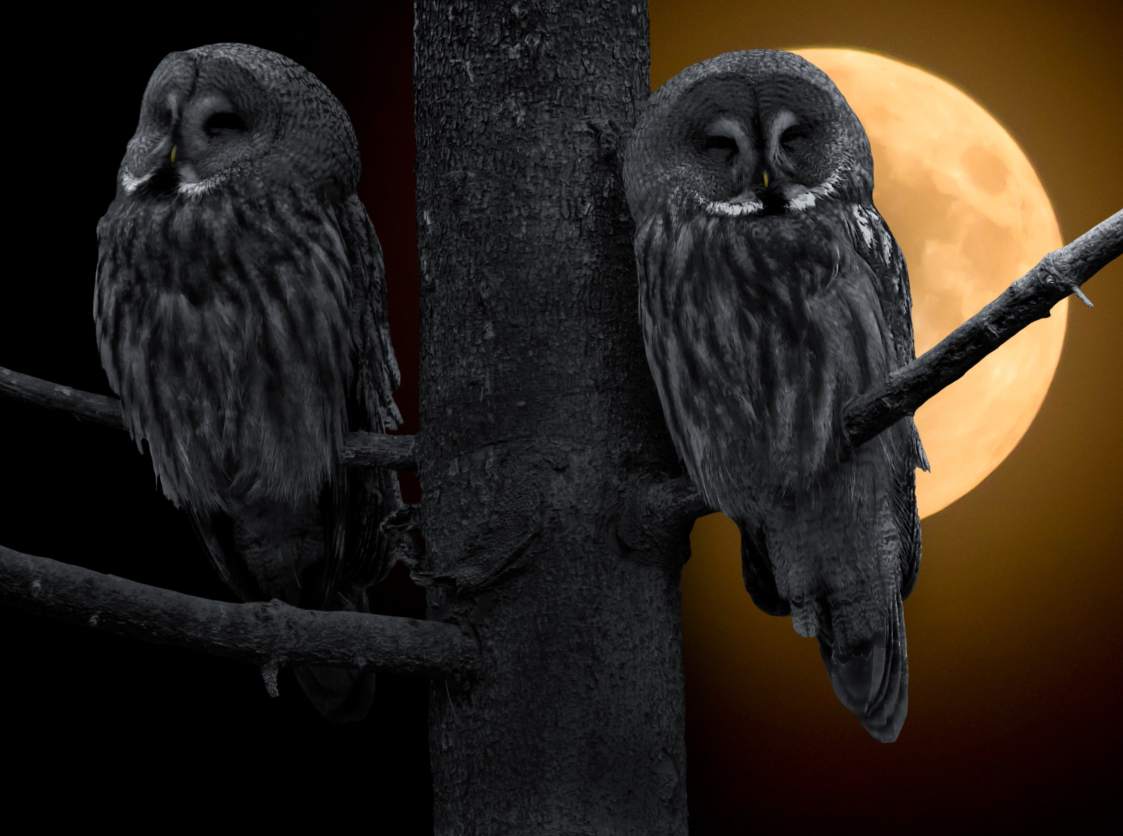 2 black owls