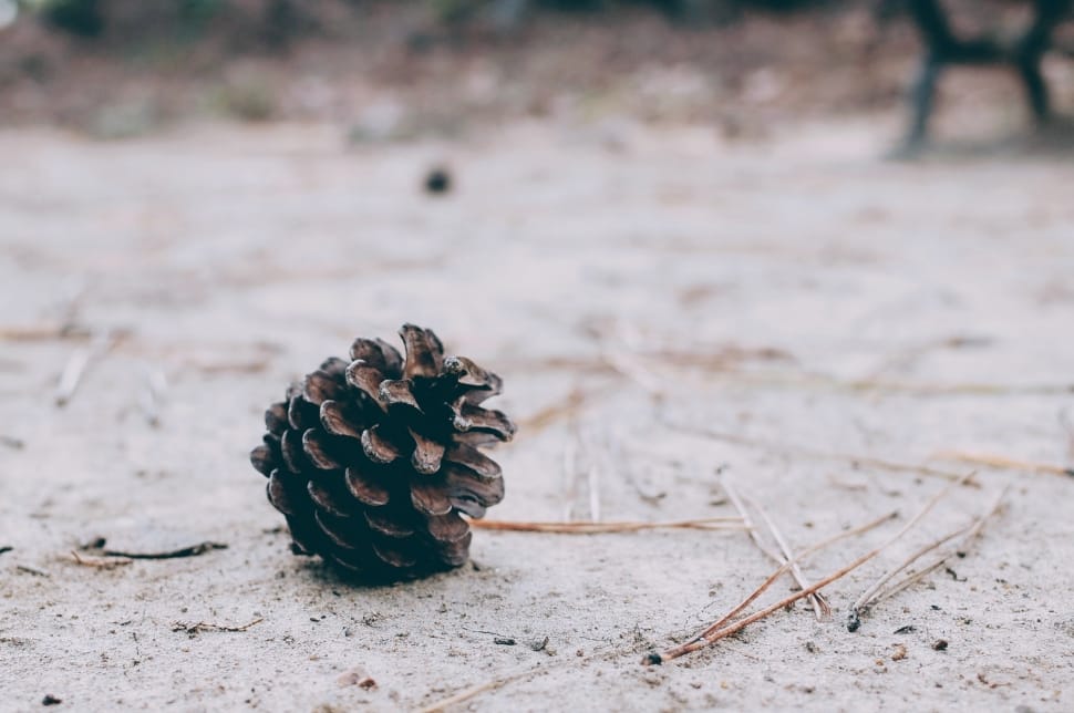 black pine cone on white sand at daytime preview