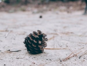 black pine cone on white sand at daytime thumbnail