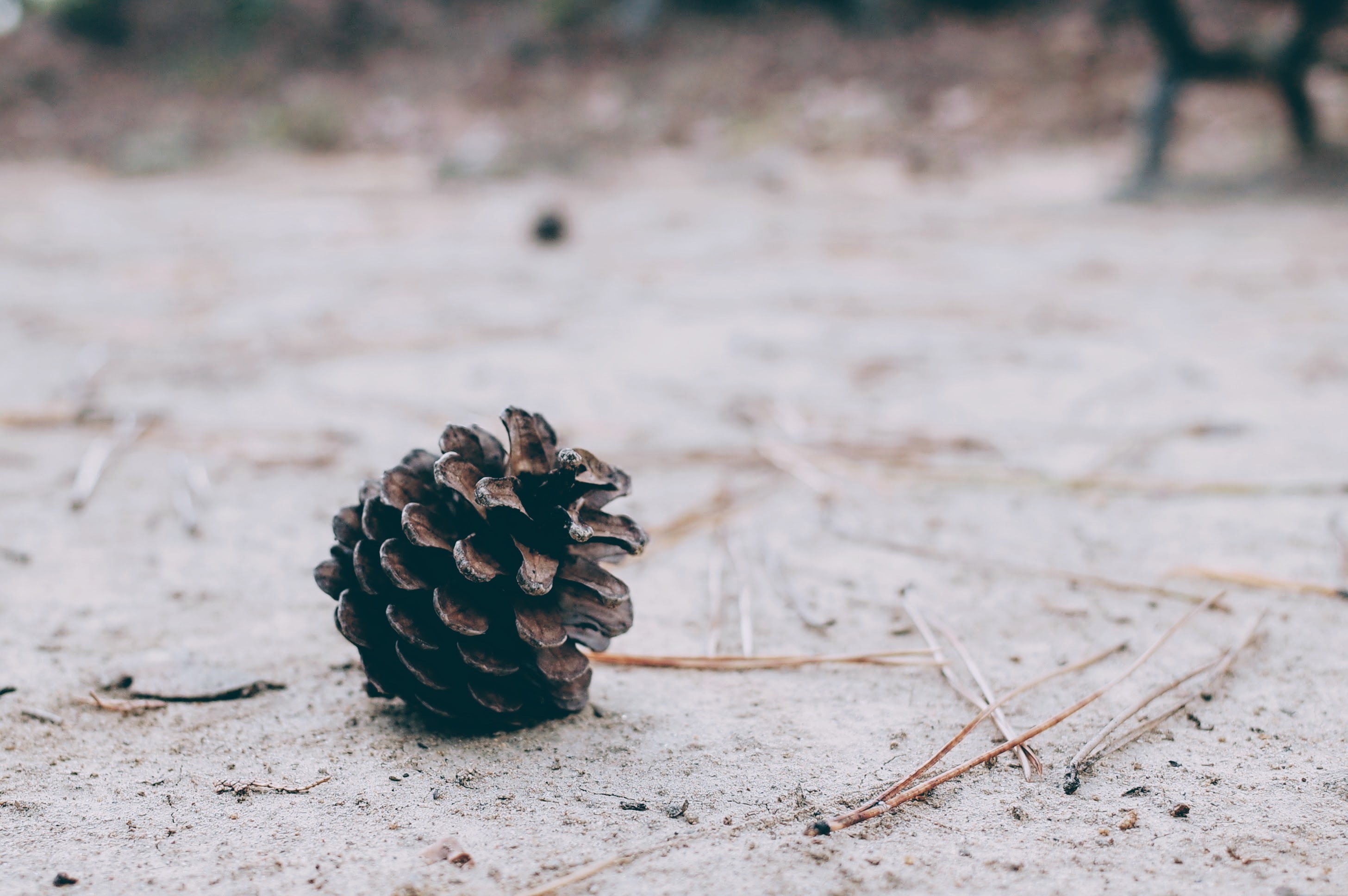 black pine cone on white sand at daytime
