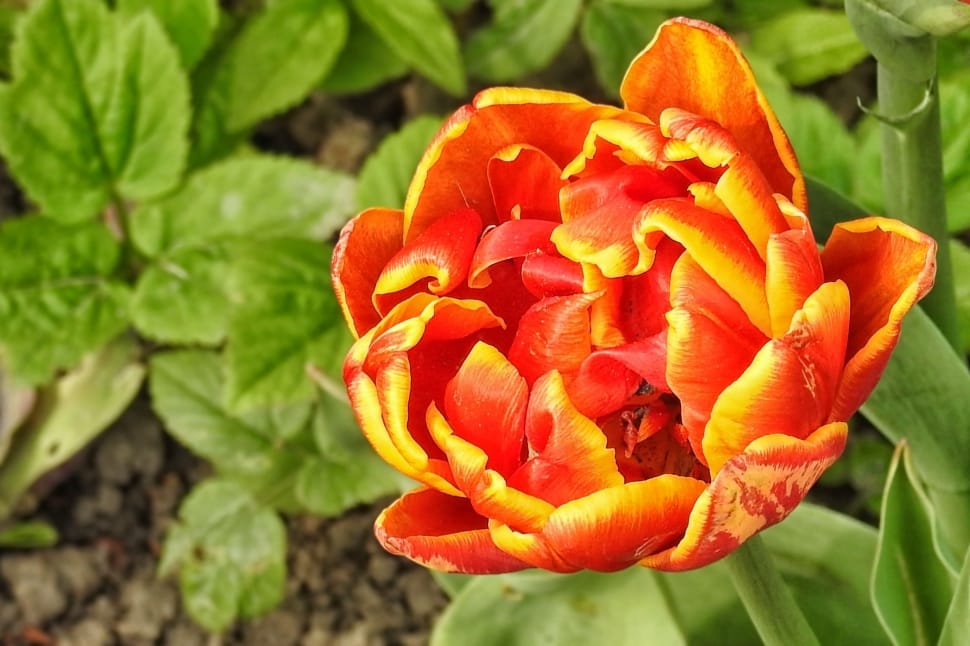 red and yellow tulips preview