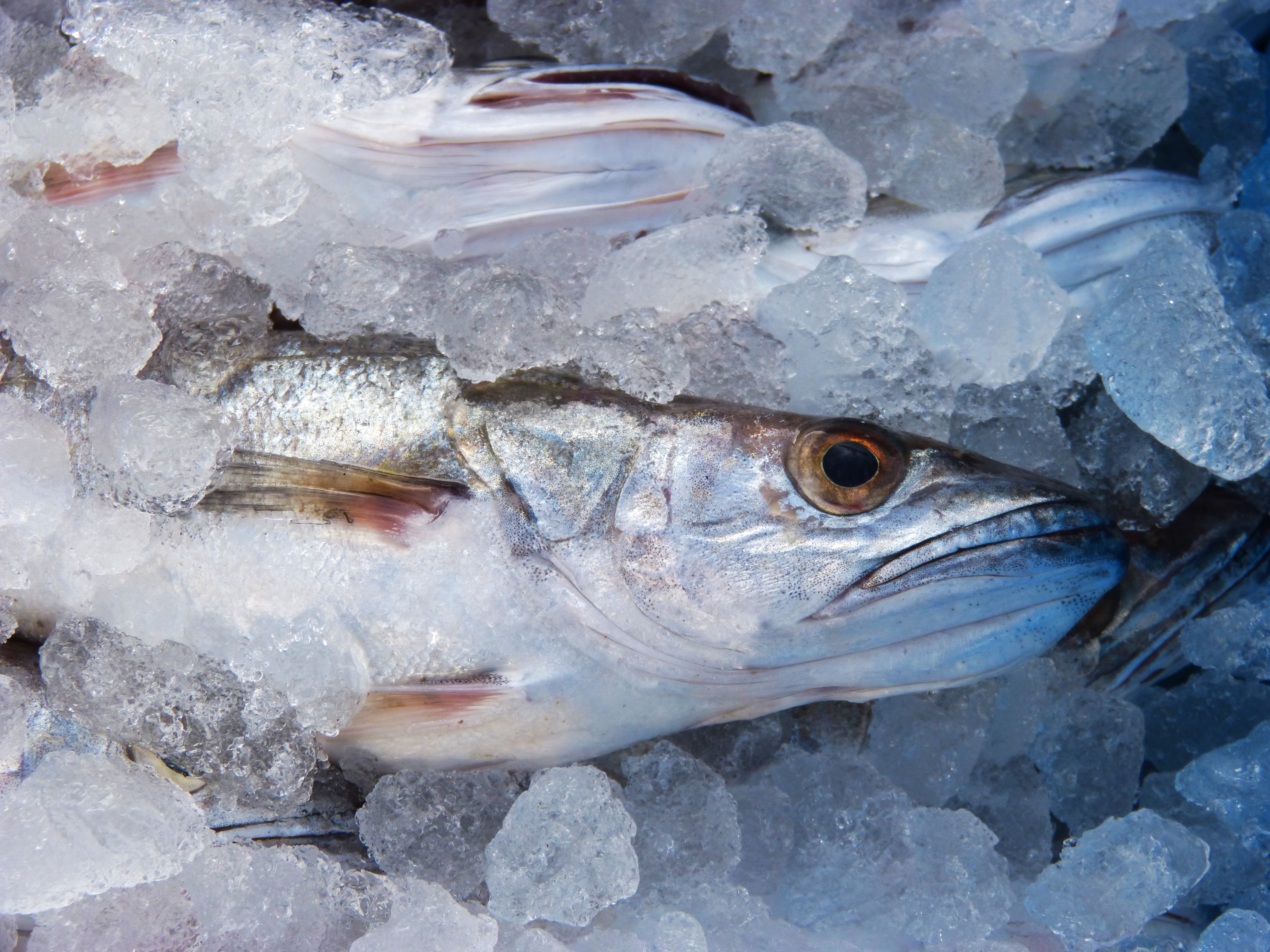 gray fish in ice cage
