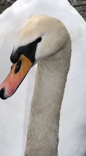 white black and brown swan thumbnail