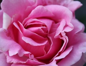 Nature, Pink, Blossom, Flowers, Roses, flower, petal thumbnail