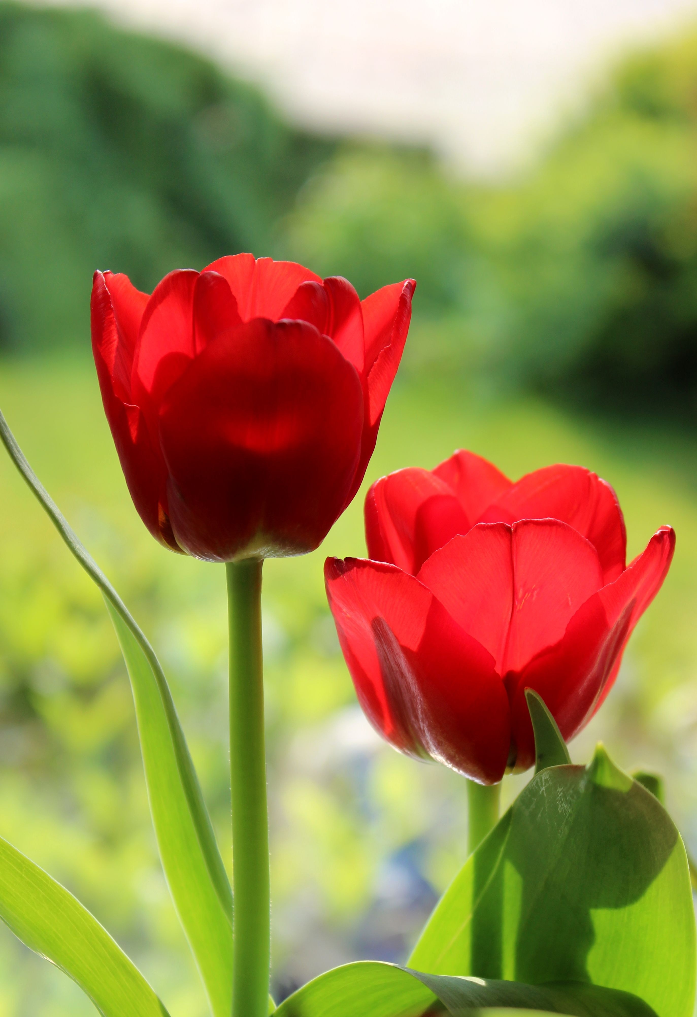 Two Red Flowers Free Image Peakpx