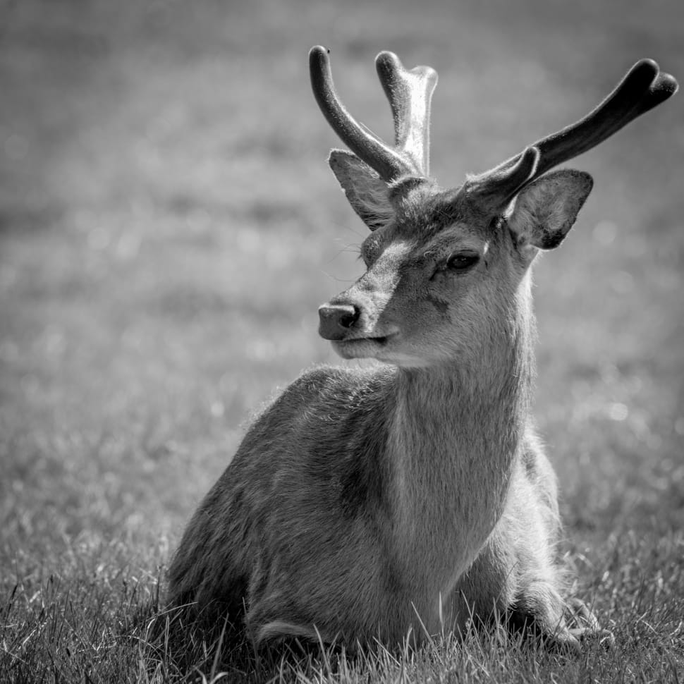 Deer grayscale photography preview