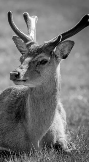 Deer grayscale photography thumbnail