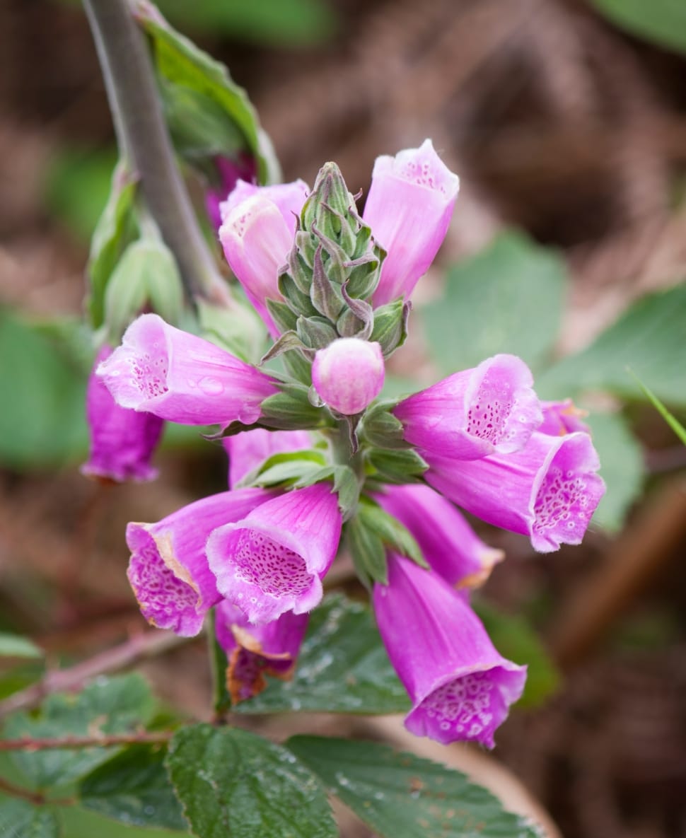 Pink, Purple, Flowers, Foxglove, Nature, flower, plant preview