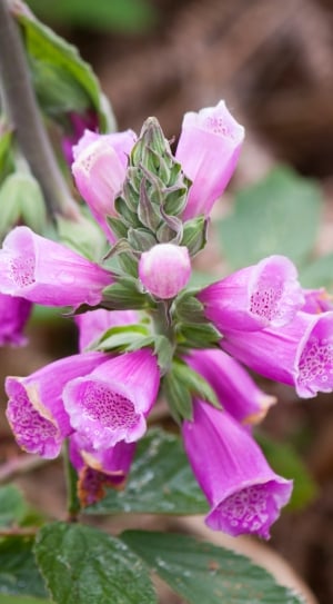 Pink, Purple, Flowers, Foxglove, Nature, flower, plant thumbnail