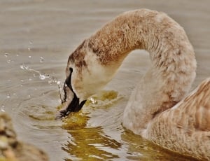 white and brown swan thumbnail