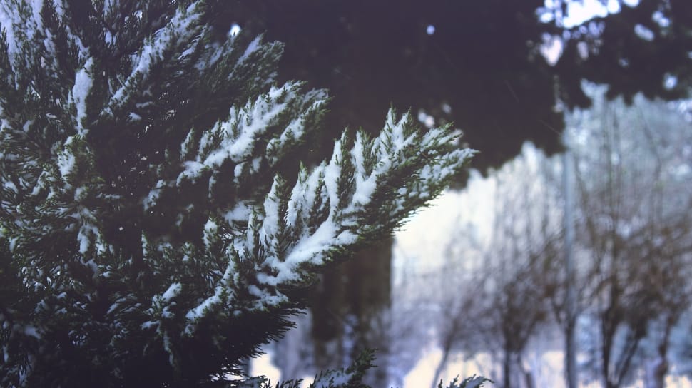 green pine tree with snow preview