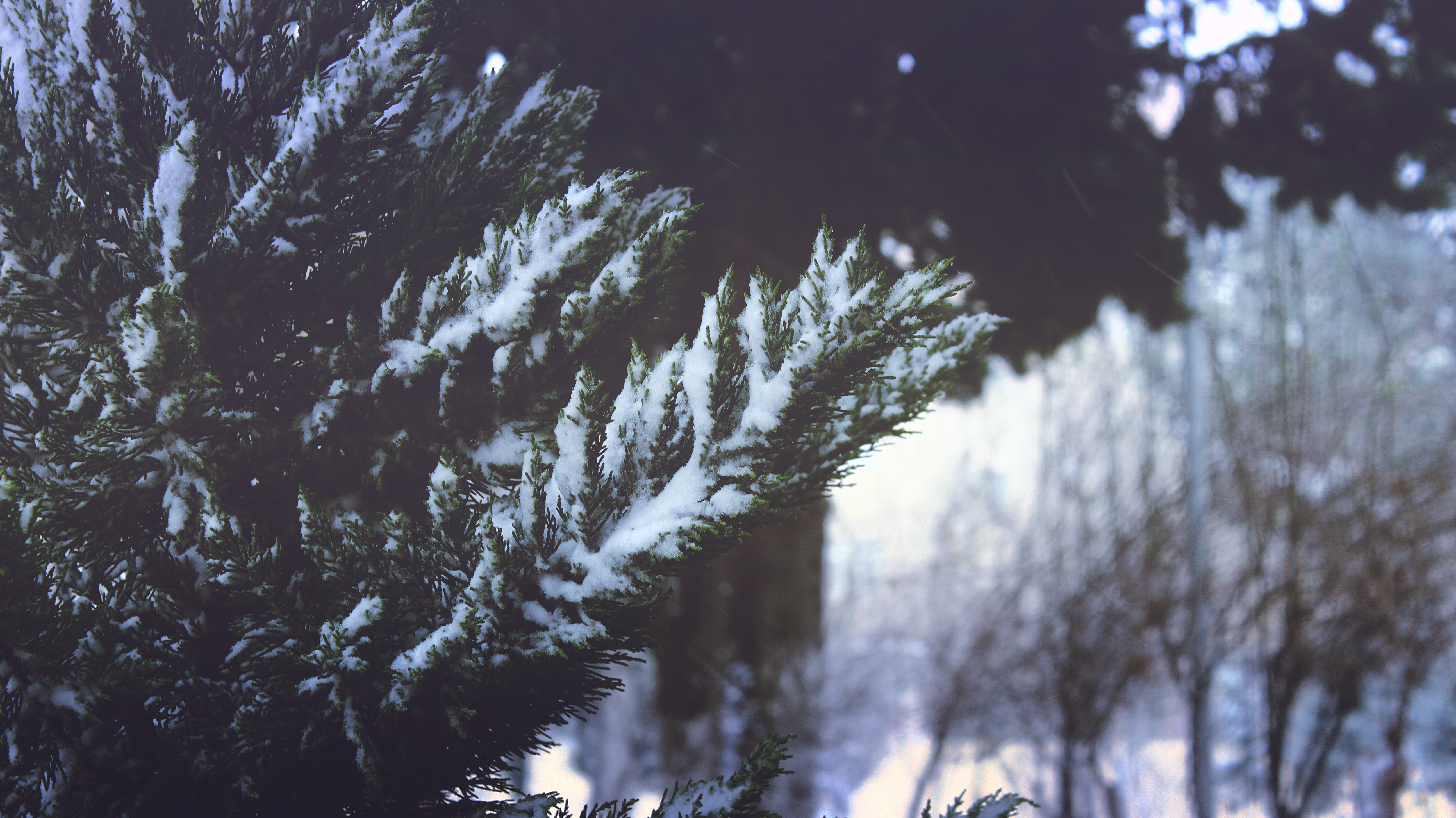 green pine tree with snow