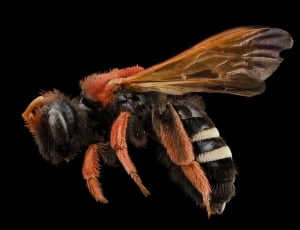 black and brown bee thumbnail