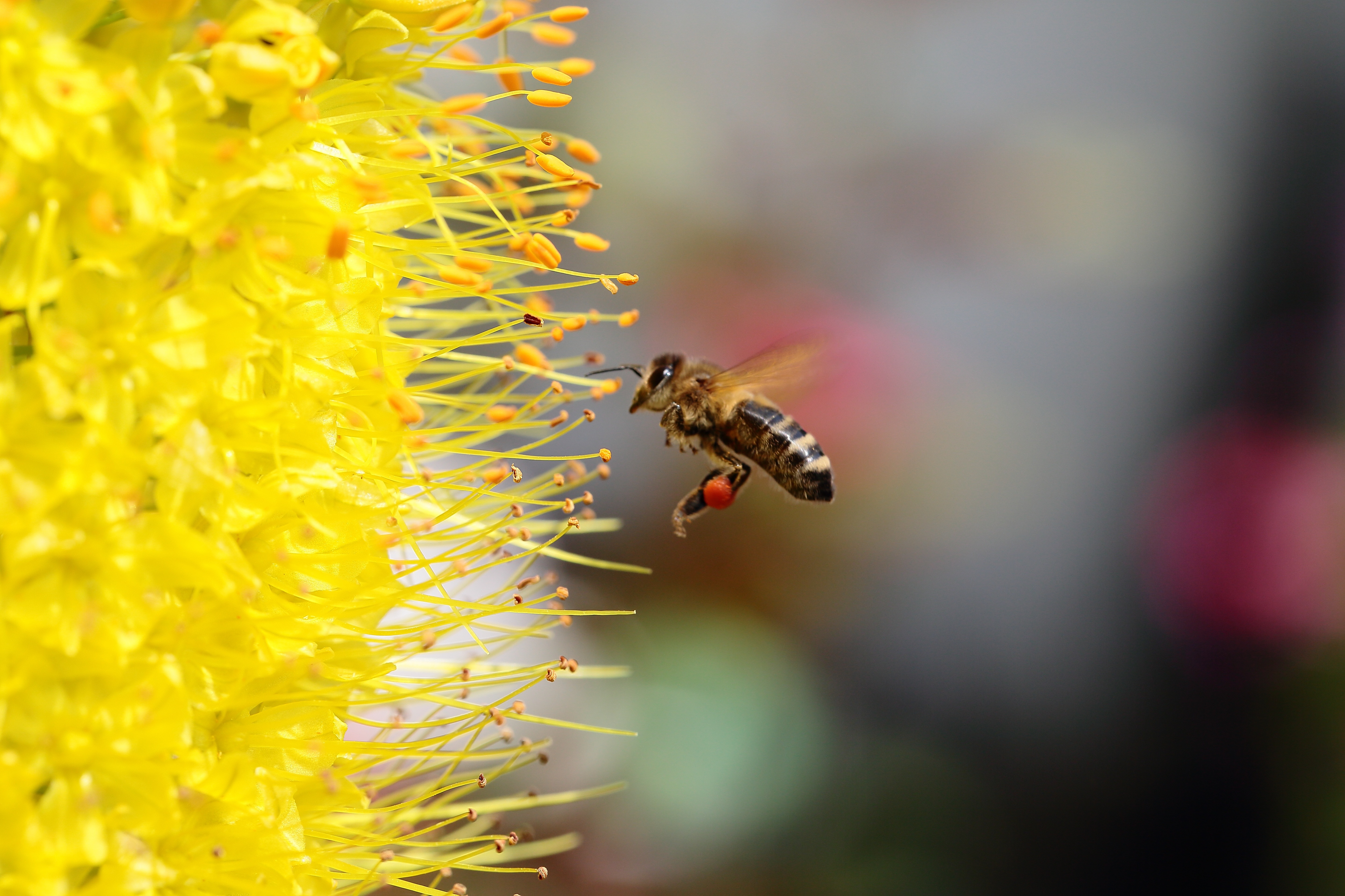 Yellow, Bee, Flower, flower, insect