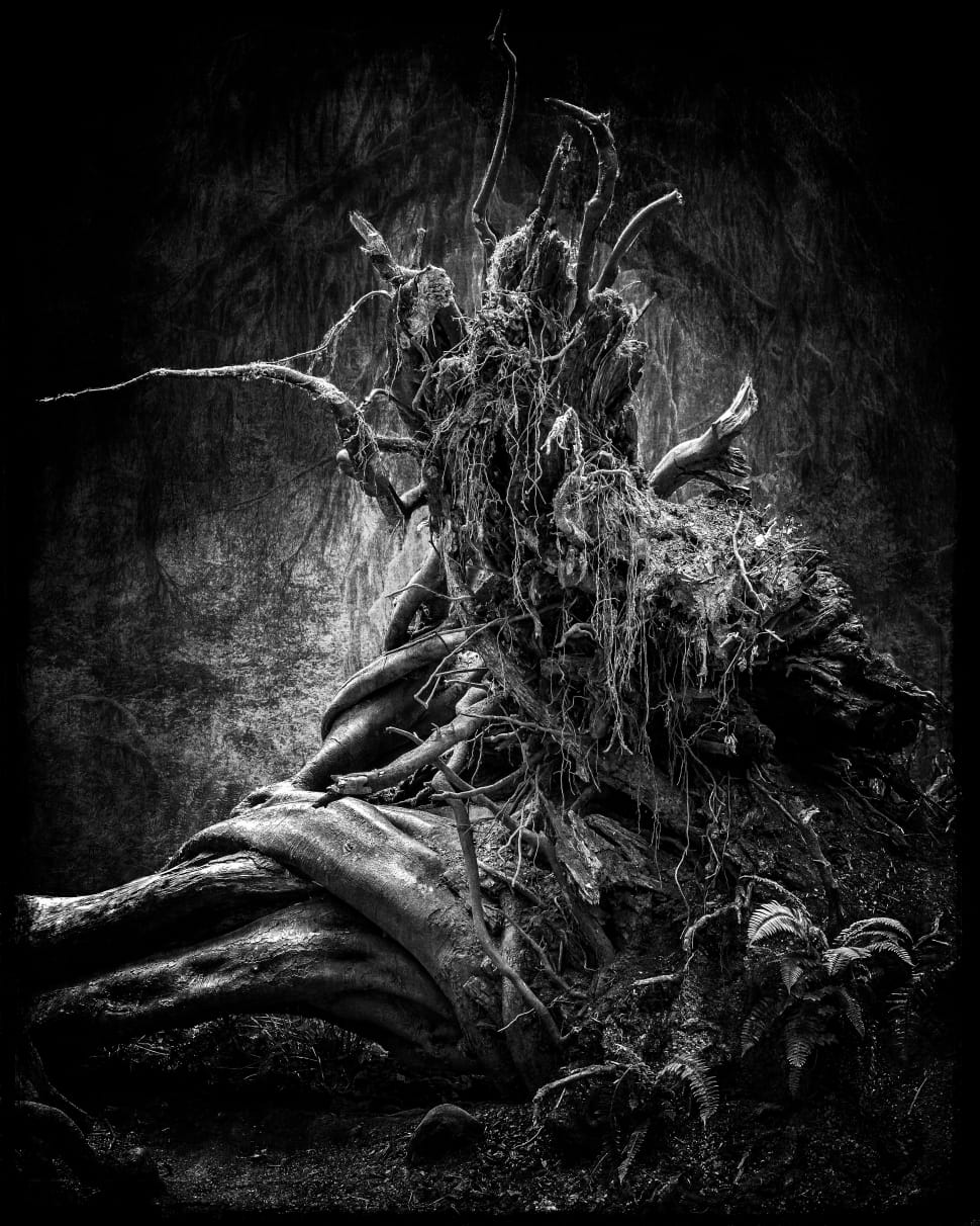 grayscale photo of tree root preview