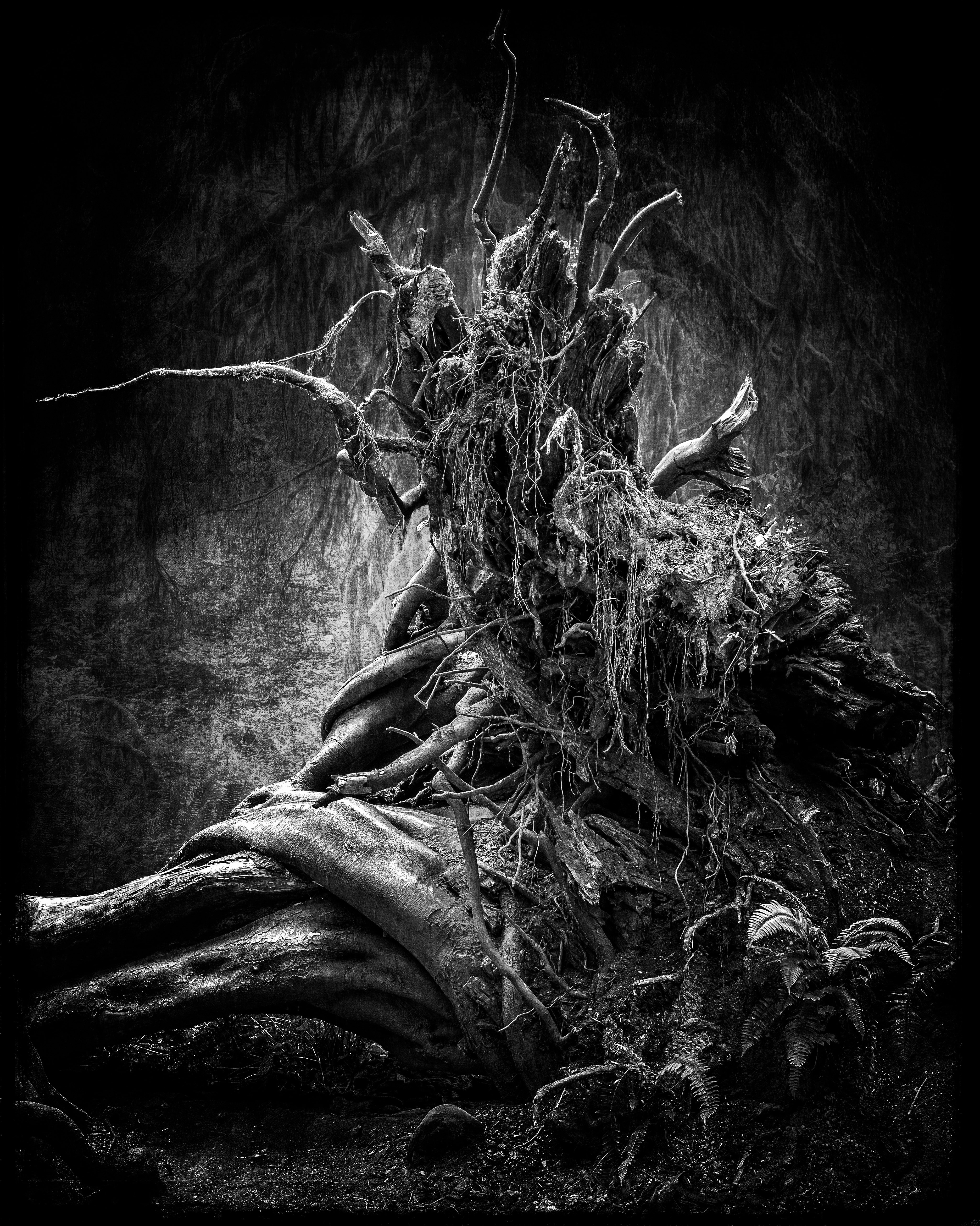 grayscale photo of tree root