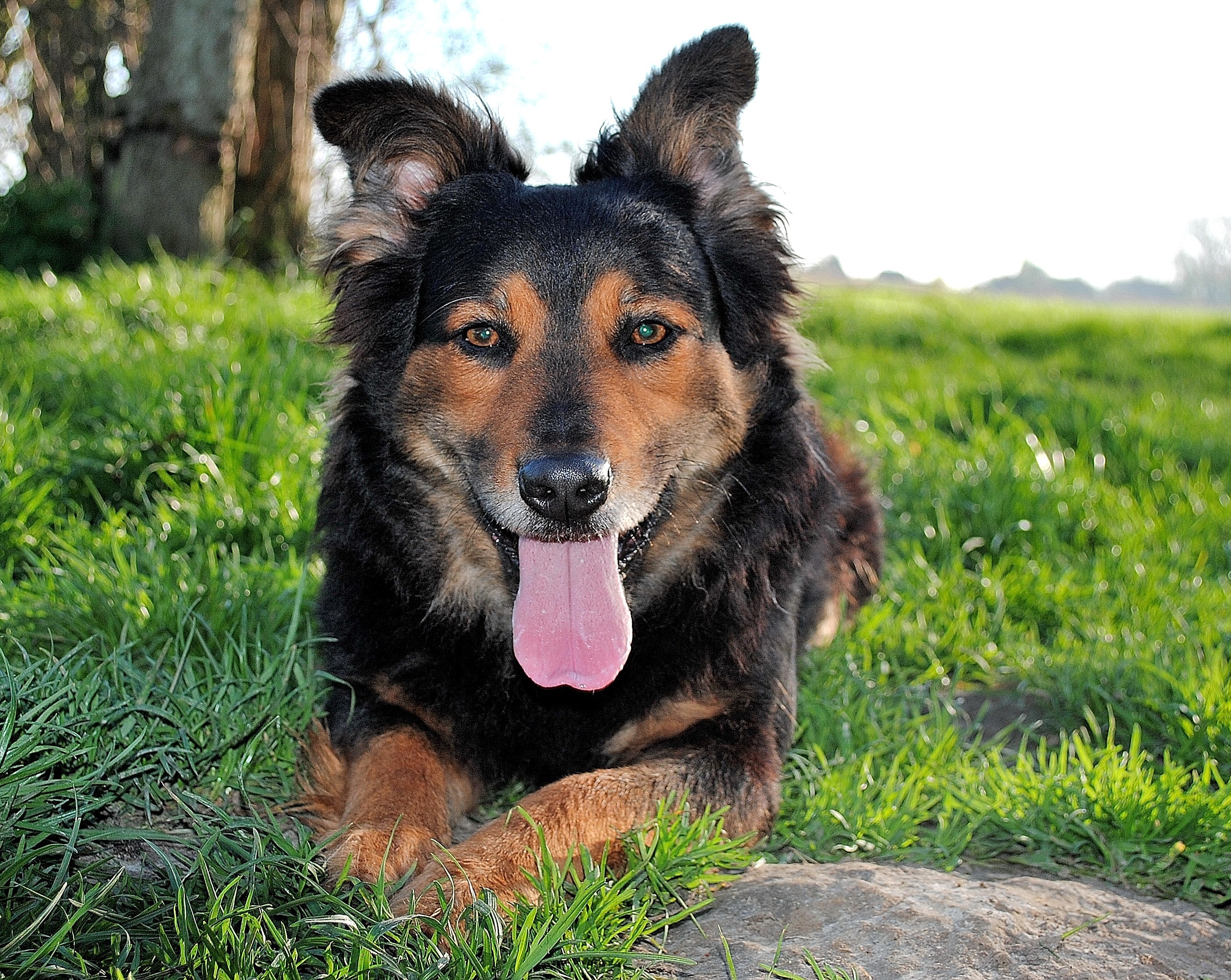 black and brown short coat dog