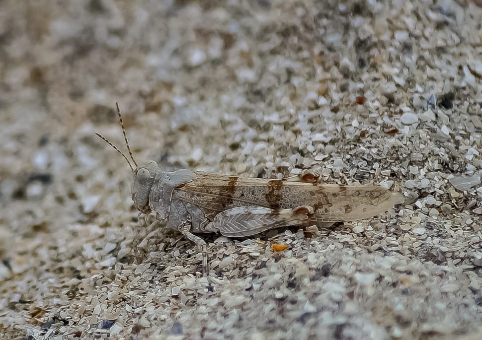 gray and brown grasshopper preview