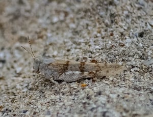 gray and brown grasshopper thumbnail