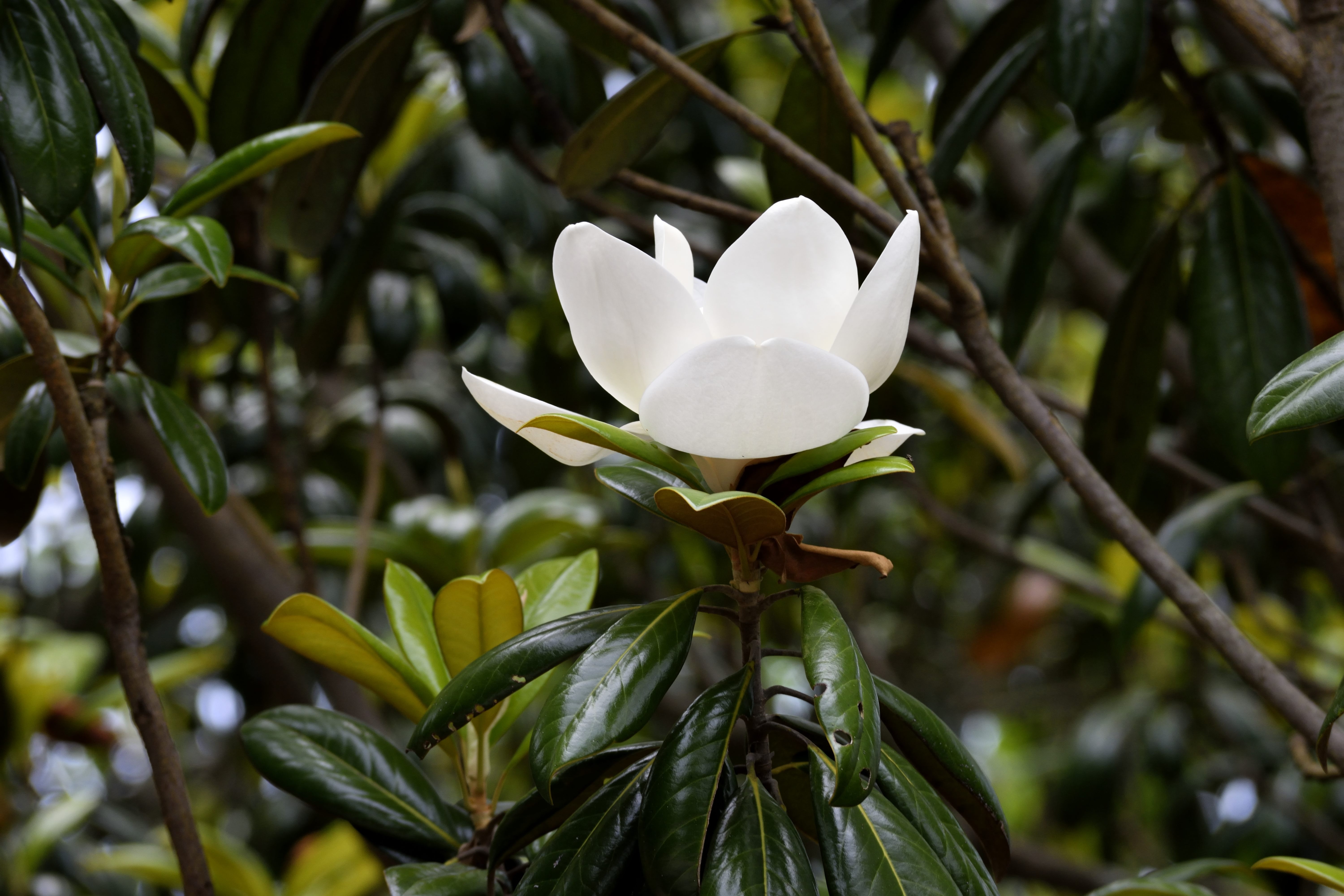 white petal cluster flower