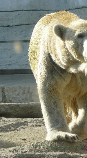 close up photo of polar bear thumbnail