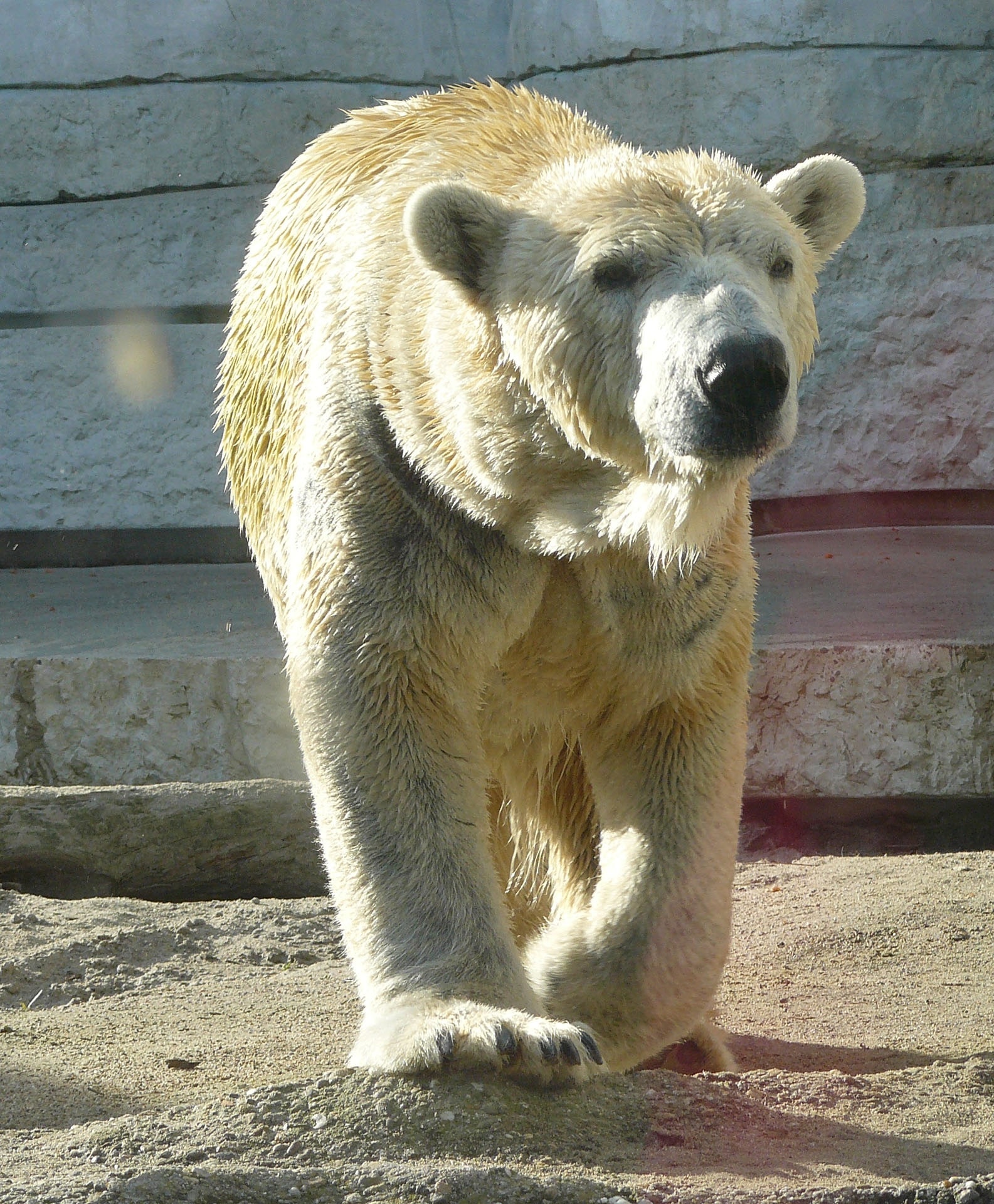 close up photo of polar bear