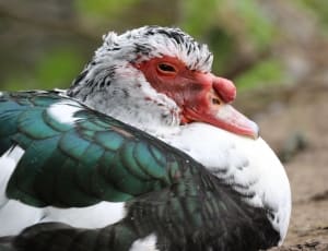 white and green duck thumbnail