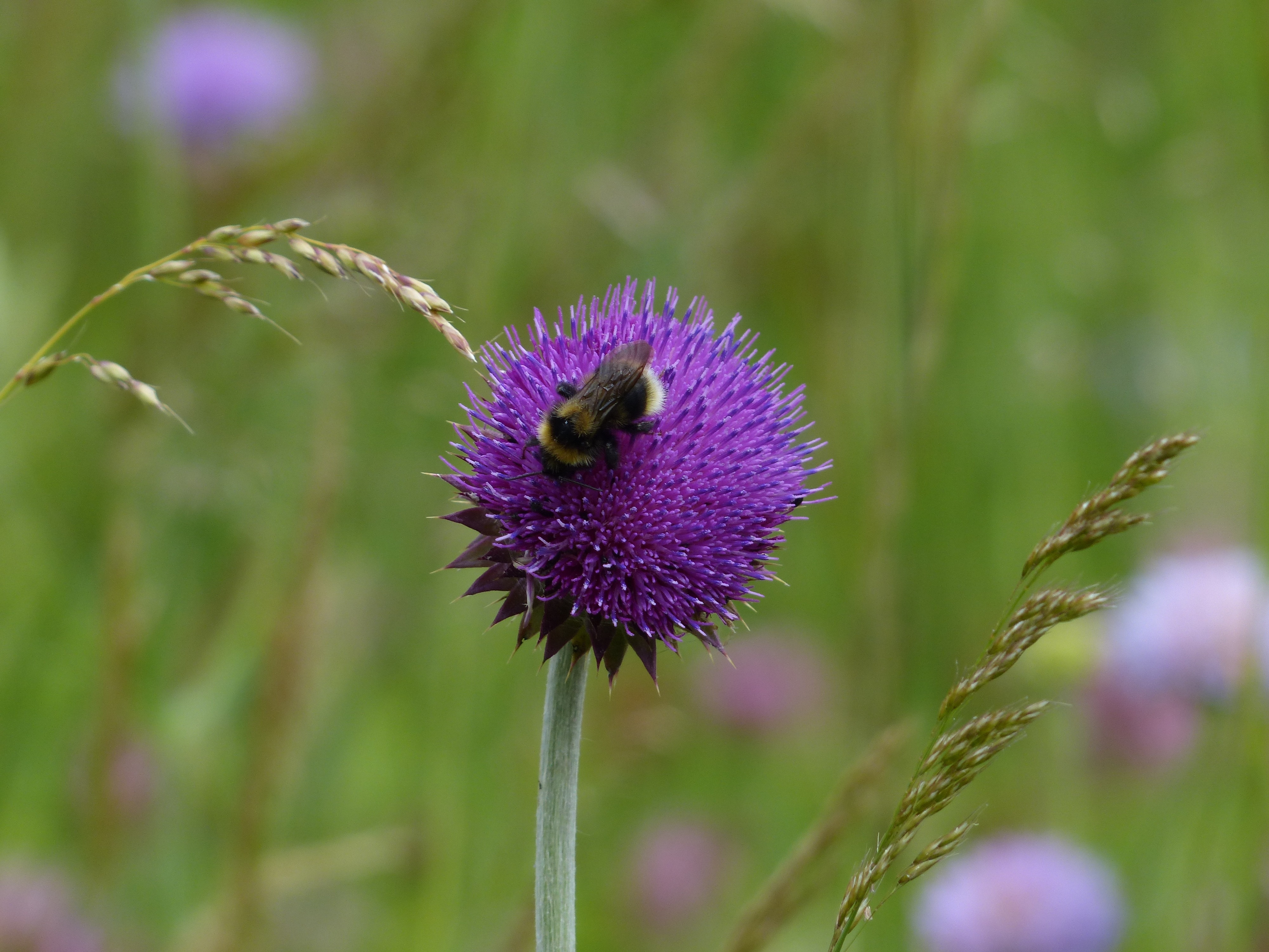 closeup photo of bee on purple flower