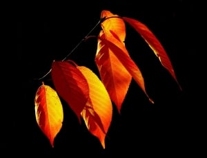 orange and red leaf thumbnail