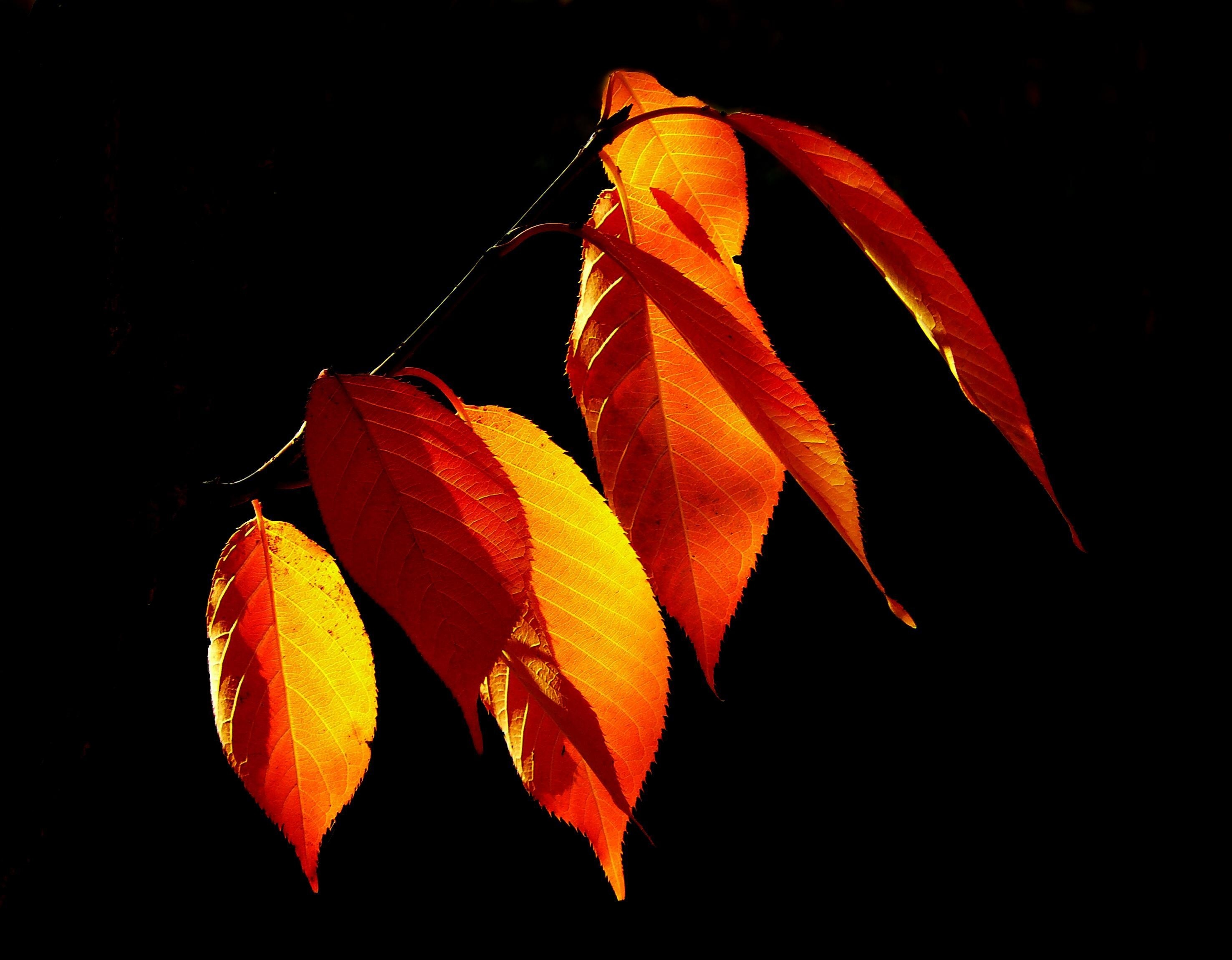 orange and red leaf