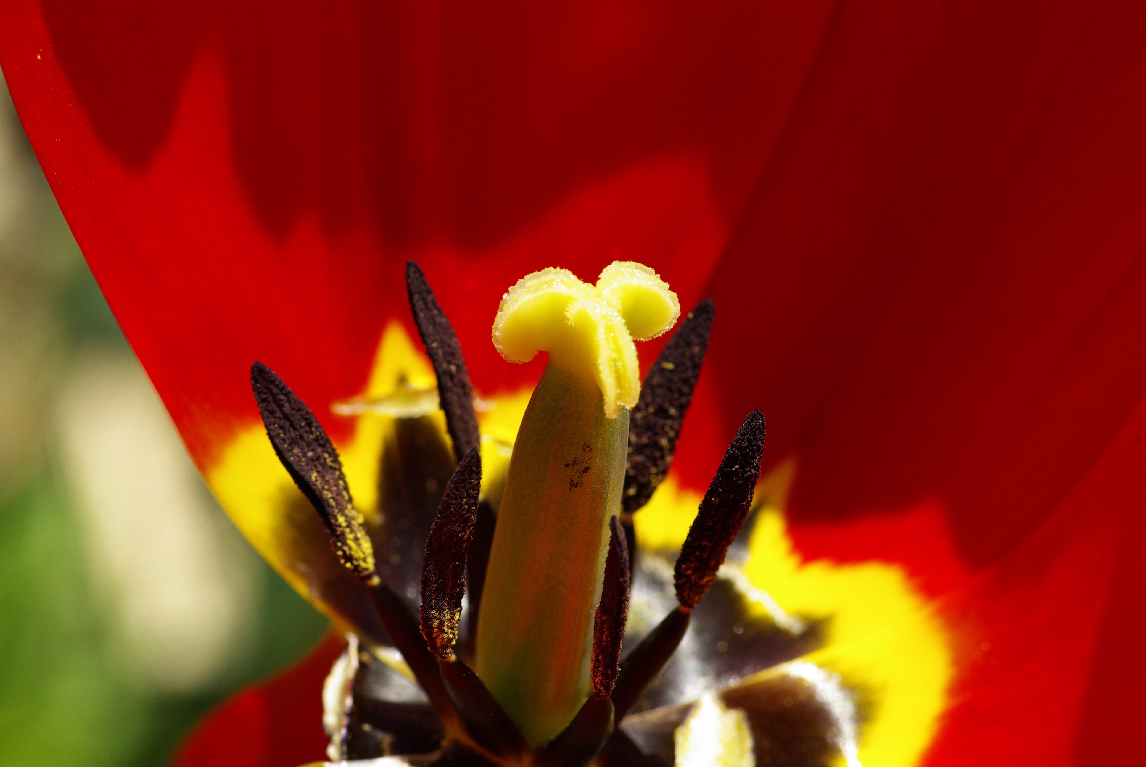 yellow-flower-stigma-free-image-peakpx