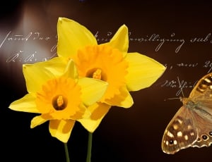 yellow daffodils and brown butterfly thumbnail