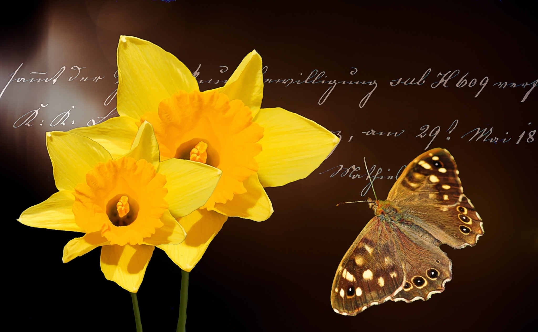yellow daffodils and brown butterfly