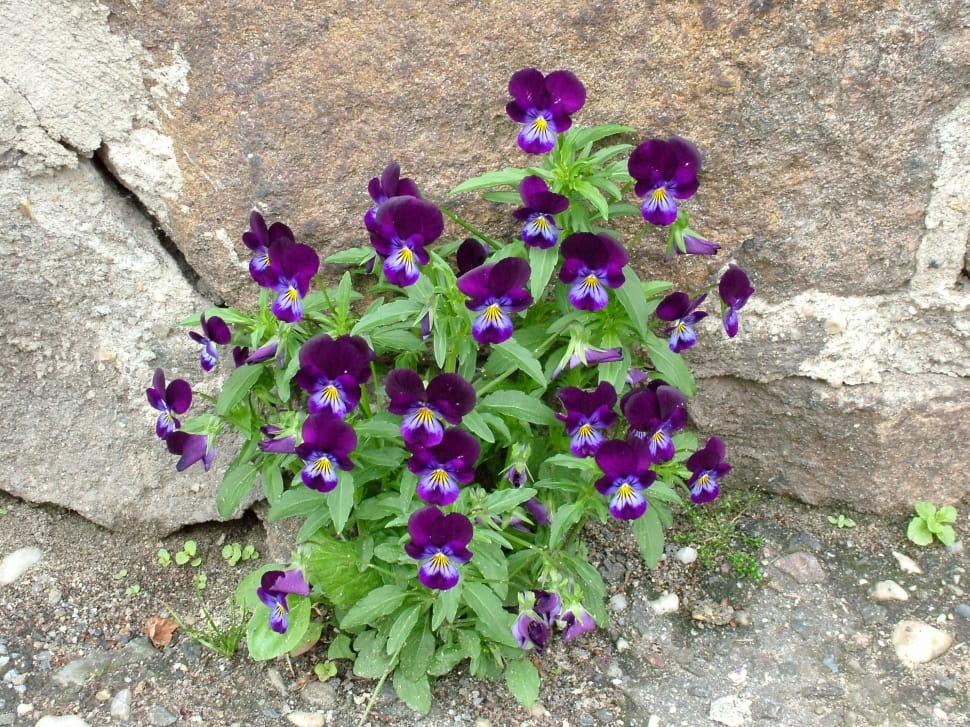 purple cluster petal flowers preview