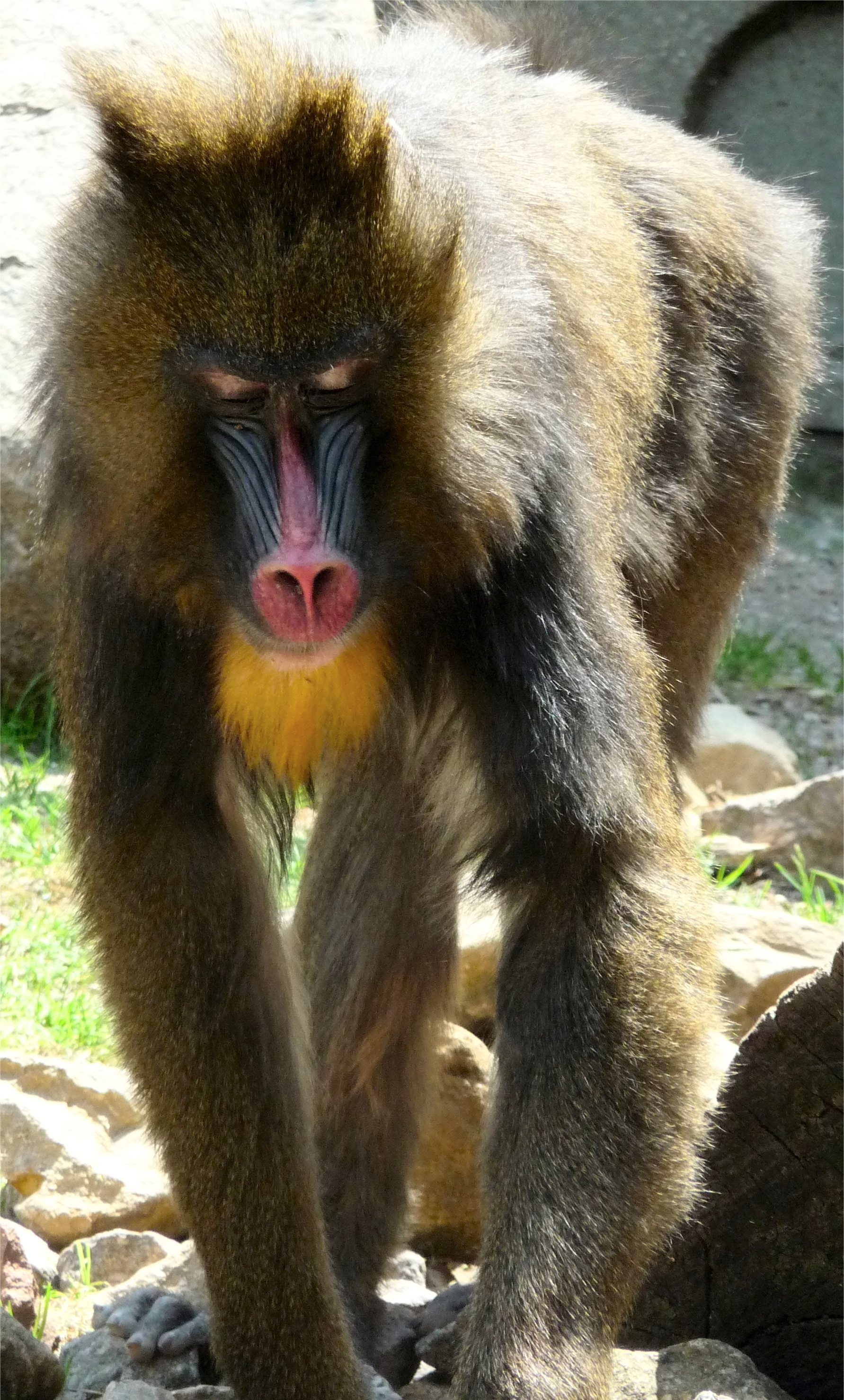 brown baboon