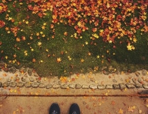 green, grass, leaf, fall, low section, shoe thumbnail