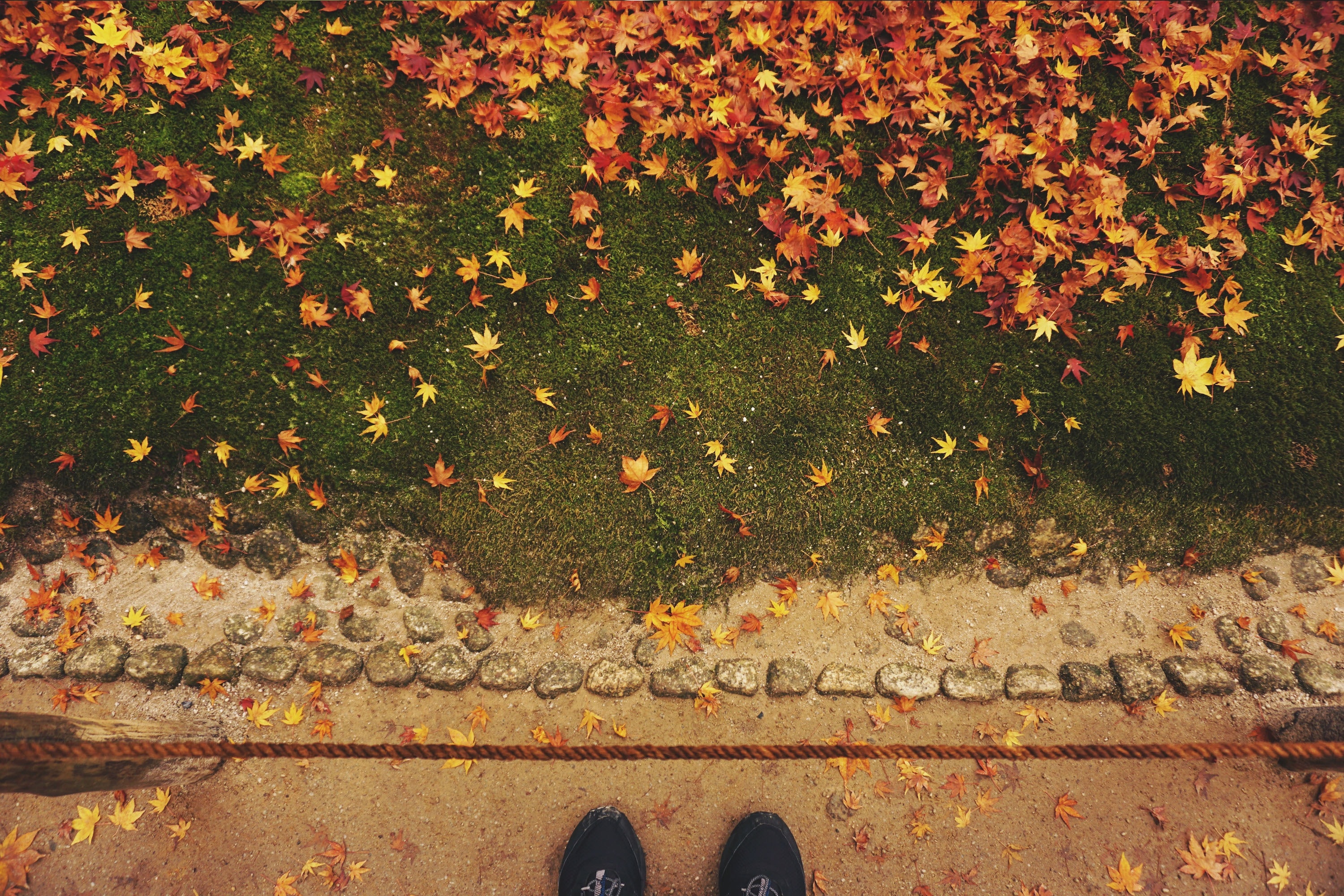 green, grass, leaf, fall, low section, shoe