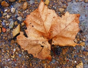 brown maple leaf thumbnail