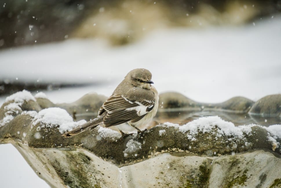 brown sparrow on grey ceramic bird bath preview