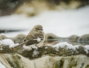 brown sparrow on grey ceramic bird bath thumbnail