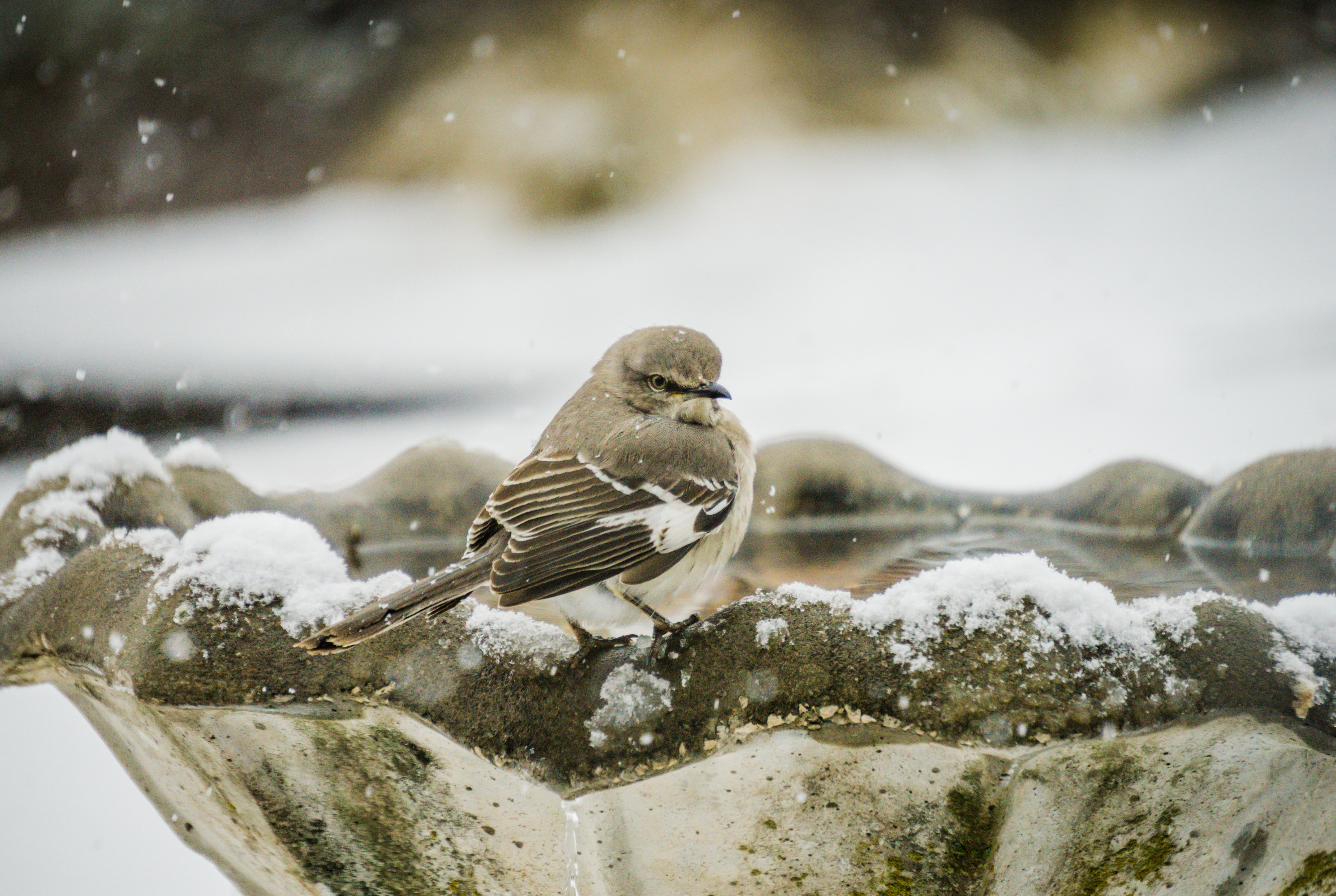 brown sparrow on grey ceramic bird bath