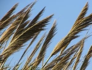 Flora, Plant, Reeds, Countryside, Nature, agriculture, cereal plant thumbnail