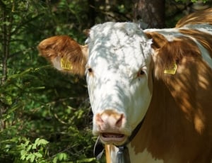 brown and white coated cow surrounded with green plant leaf during day time thumbnail