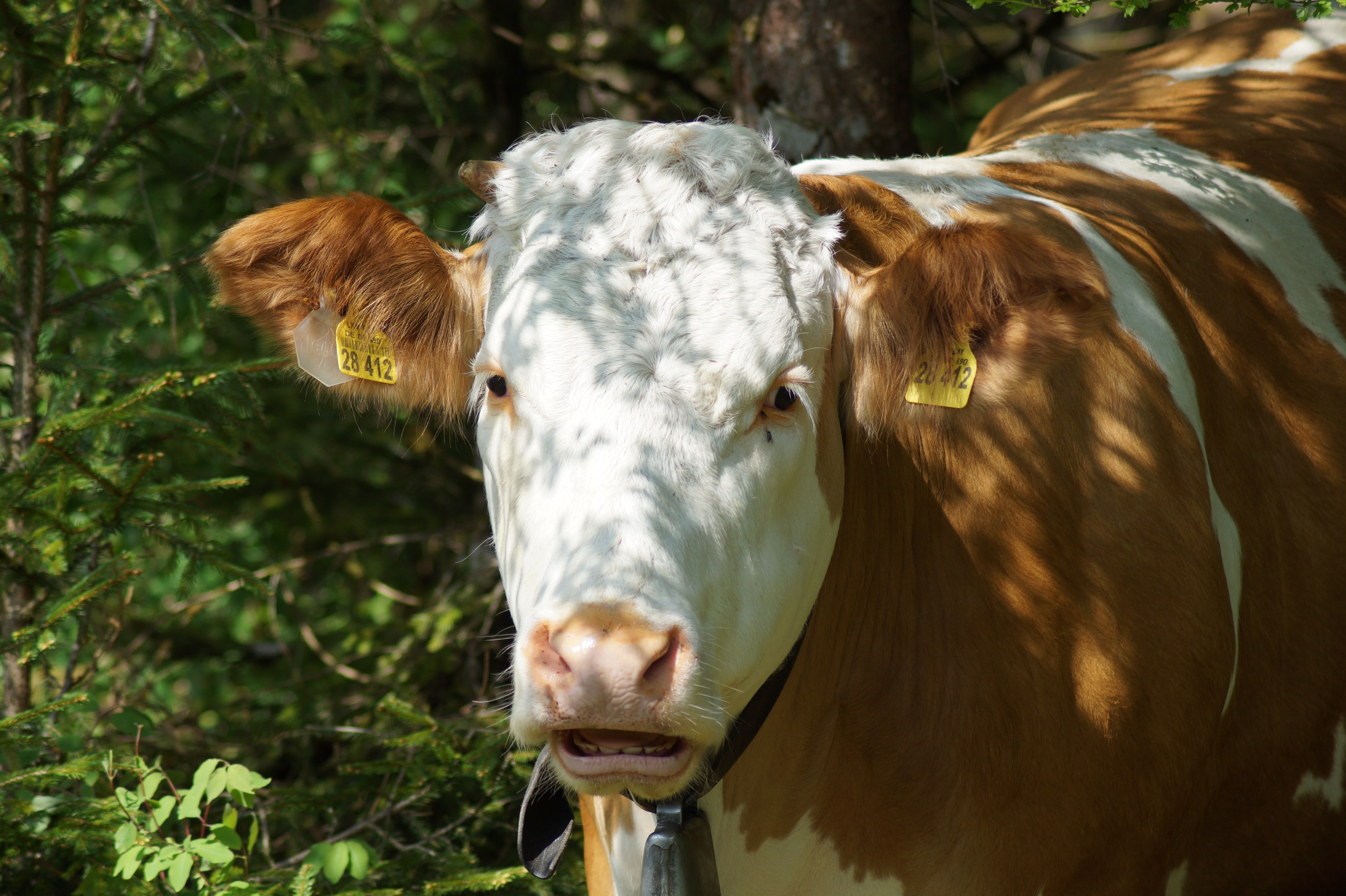brown and white coated cow surrounded with green plant leaf during day time