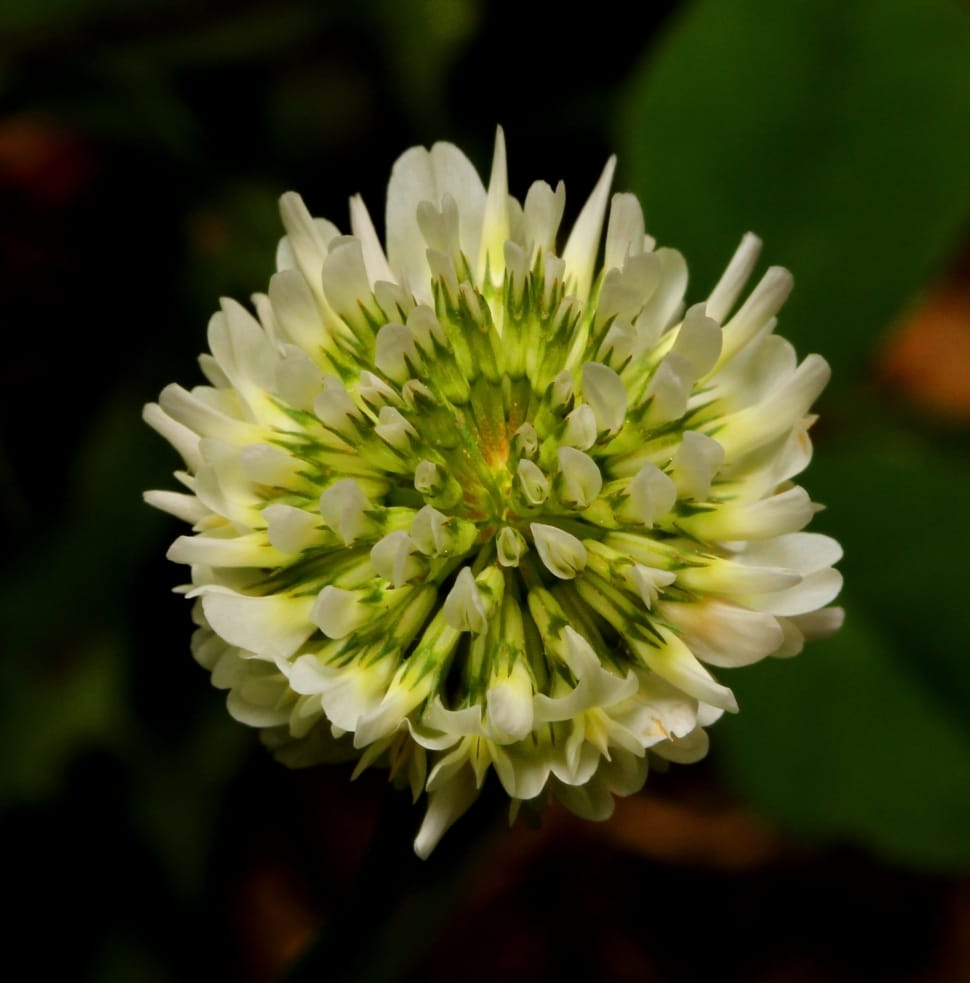 white and green flower preview