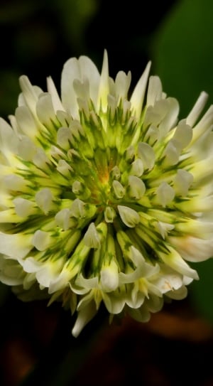 white and green flower thumbnail